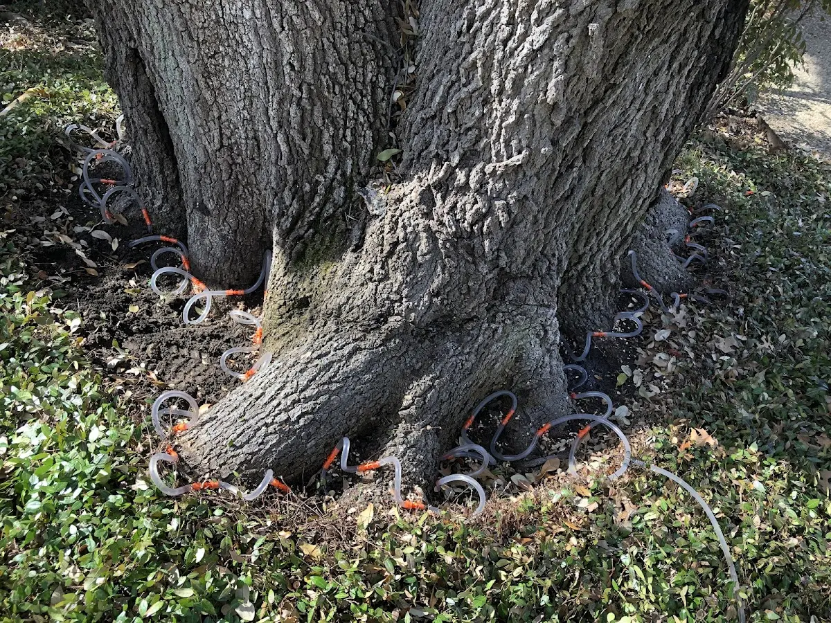 Detailed Tree Cabling and Bracing job site in Woodbury